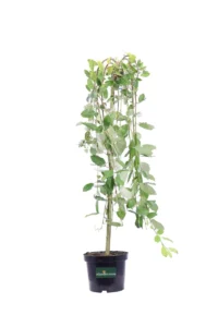 Salix Caprea Kilmarnock v20 egarden.store online