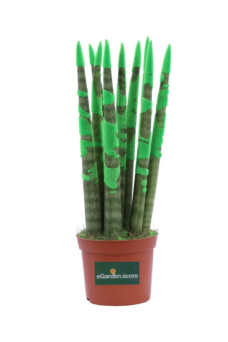 Sansevieria Cylindrica Verde Maculato v9 egarden.store online