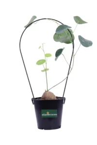 Stephania Erecta Metal v12 egarden.store online
