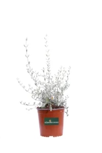 Teucrium Fruticans Azureum v17 egarden.store online