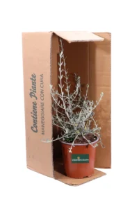 Teucrium Fruticans Azureum v17 egarden.store online