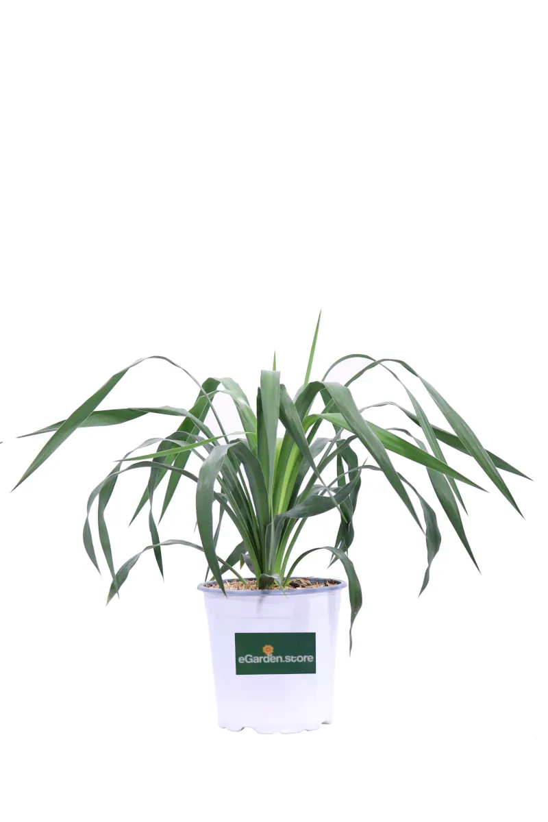 Yucca Filamentosa v17 egarden.store online