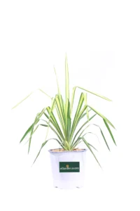 Yucca Flaccida Golden Sword v17 egarden.store online