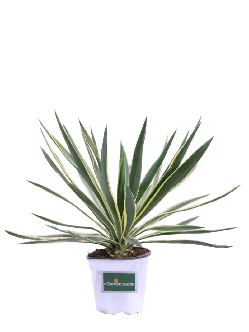 Yucca Gloriosa Variegata v17 egarden.store online