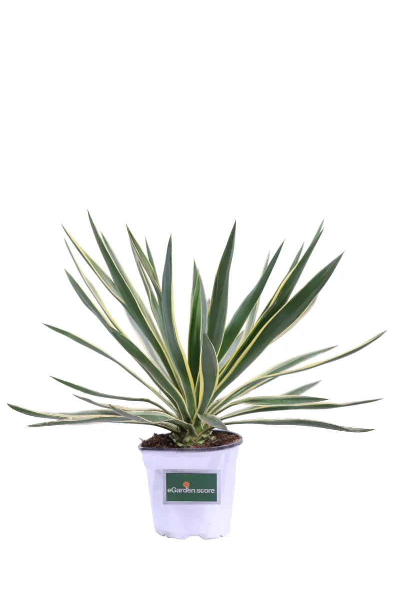 Yucca Gloriosa Variegata v17 egarden.store online