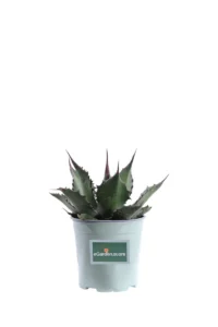 Agave Ferox v17 egarden.store online