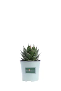 Agave Horrida v17 egarden.store online