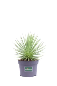 Agave Stricta Nana v13 egarden.store online