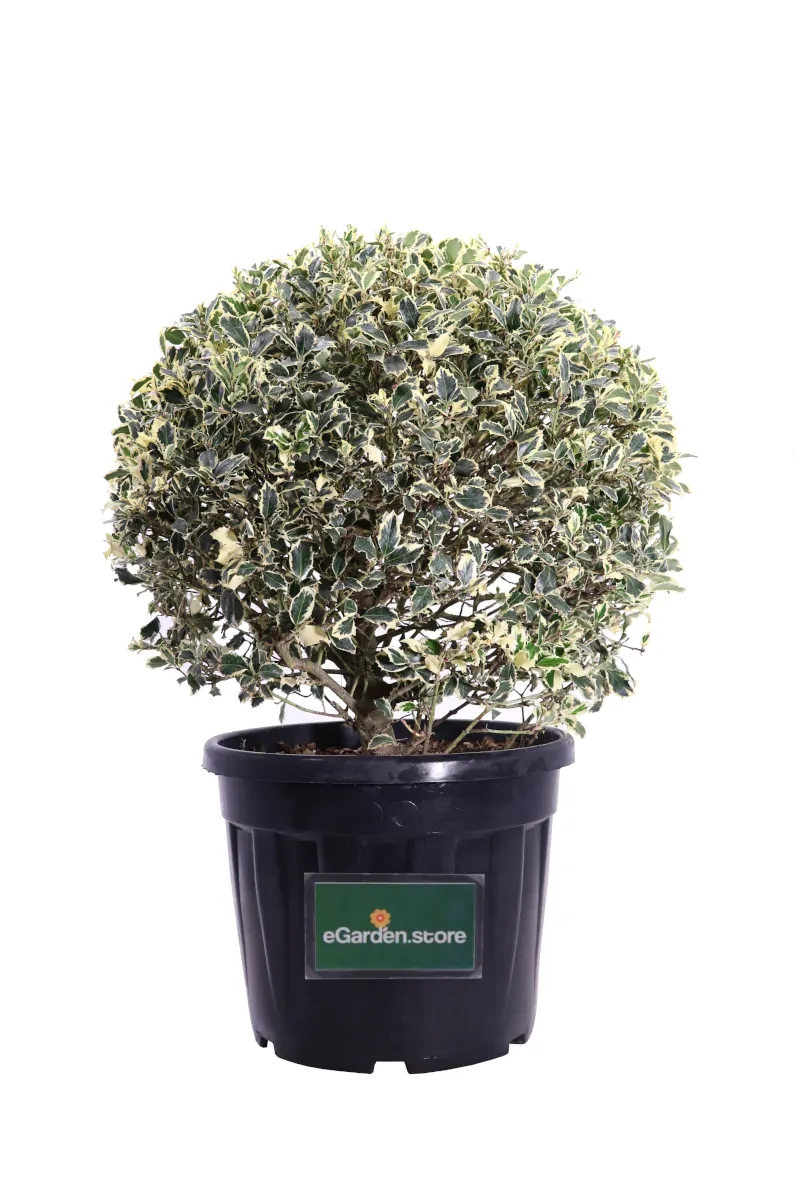 Agrifoglio - Ilex Aquifolium Palla v50 egarden.store online