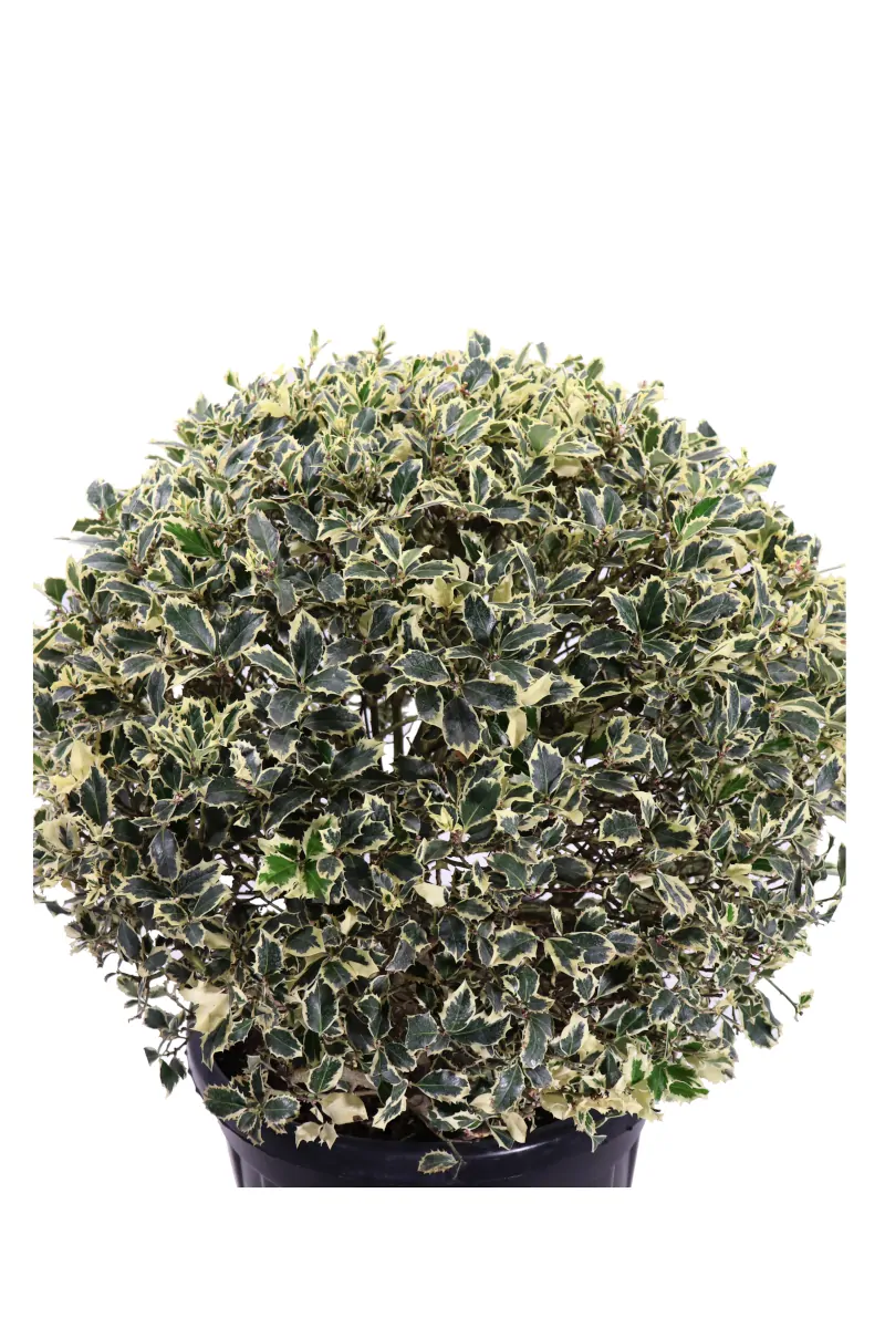 Agrifoglio - Ilex Aquifolium Palla