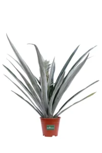 Ananas Champaca v14 egarden.store 1 Ananas Champaca v14 egarden.store online