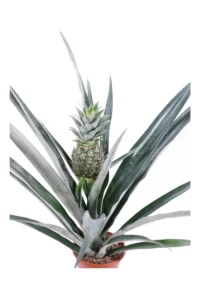 Ananas Champaca v14 egarden.store 2 Ananas Champaca v14 egarden.store online