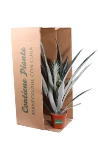 Ananas Champaca v14 egarden.store 3 Ananas Champaca