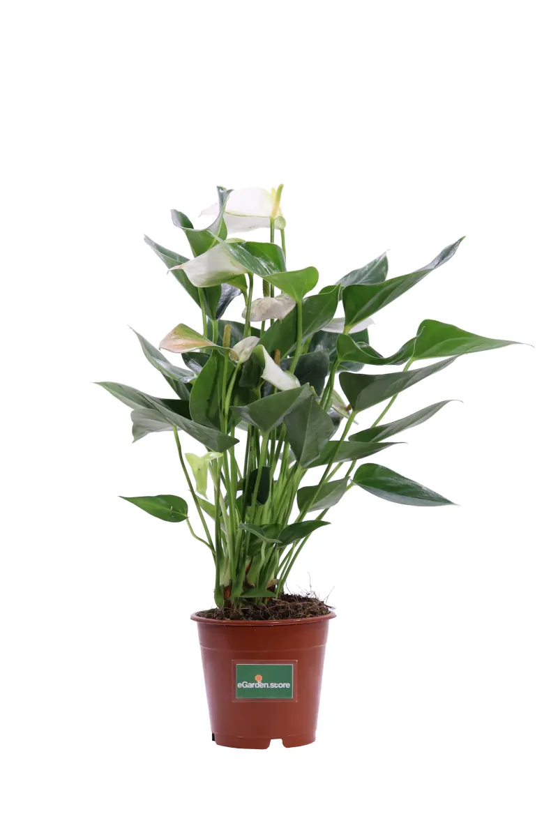 Anthurium Bianco v12 egarden.store online