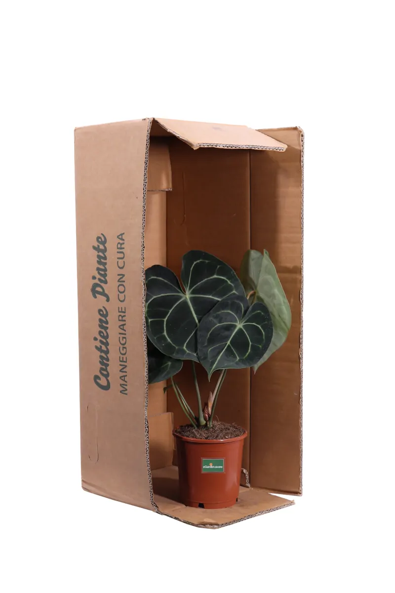 Anthurium Clarinervium v12 egarden.store online