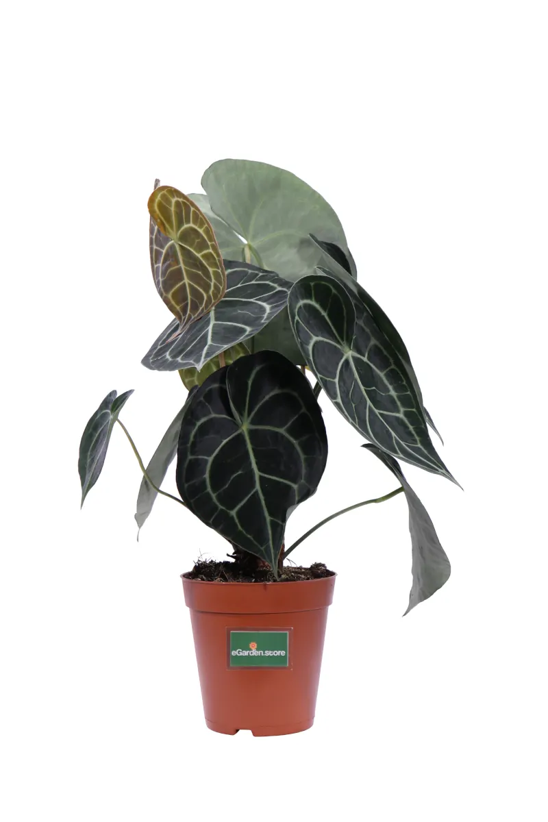 Anthurium Clarinervium v15 egarden.store online