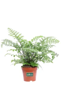 Asplenium Paravati v14 egarden.store online