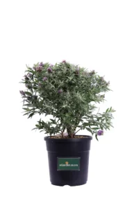 Buddleja Davidii Blue Sarah v24 egarden.store online