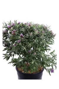 Buddleja Davidii Blue Sarah v24 egarden.store online
