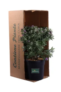 Buddleja Davidii Blue Sarah - Albero Delle Farfalle