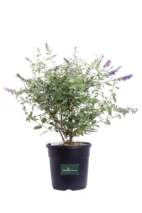 Buddleja Davidii Lilac Turtle v24 egarden.store online