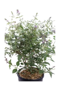 Buddleja Davidii Lilac Turtle v24 egarden.store online