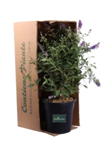 Buddleja Davidii Lilac Turtle - Albero Delle Farfalle