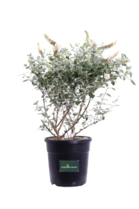 Buddleja Davidii White Swan v24 egarden.store 1 Buddleja Davidii White Swan v24 egarden.store online