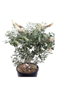 Buddleja Davidii White Swan v24 egarden.store 2 Buddleja Davidii White Swan v24 egarden.store online