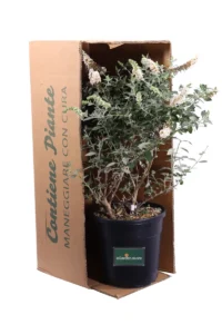 Buddleja Davidii White Swan v24 egarden.store 3 Buddleja Davidii White Swan v24 egarden.store online