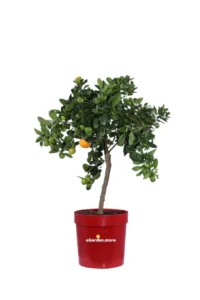 Calamondino Nano Deco v20 egarden.store online