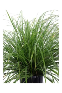 Carex Oshimensis Evergreen v18 egarden.store online