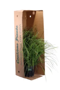 Carex Oshimensis Evergreen