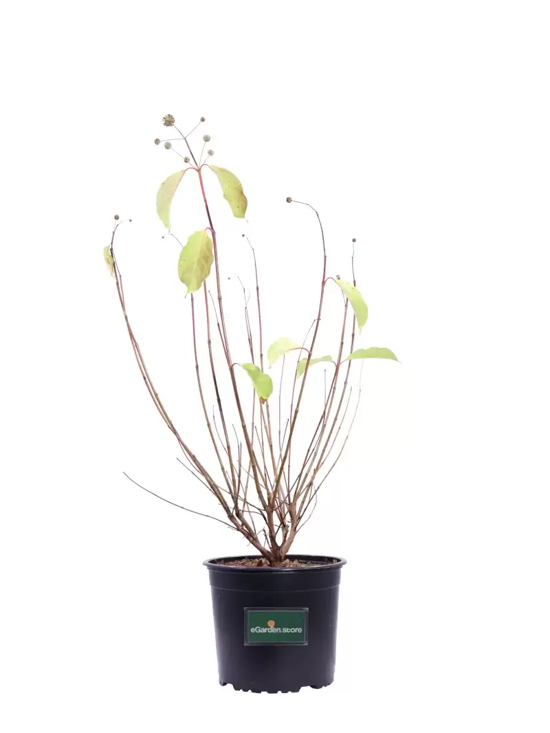 Cephalanthus Occidentalis v19 egarden.store online