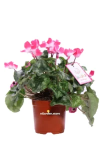Ciclamino Indiaka Rosa v16 egarden.store online
