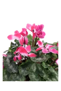 Ciclamino Indiaka Rosa v16 egarden.store online
