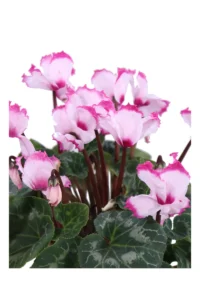 Ciclamino Riccio Bicolor v15 egarden.store online
