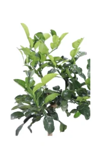 Combawa o Papeda Nano - Citrus Hystrix v20 egarden.store 2 Combawa o Papeda Nano - Citrus Hystrix v20 egarden.store online