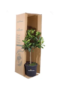 Combawa o Papeda Nano - Citrus Hystrix v20 egarden.store 3 Combawa o Papeda Nano - Citrus Hystrix v20 egarden.store online