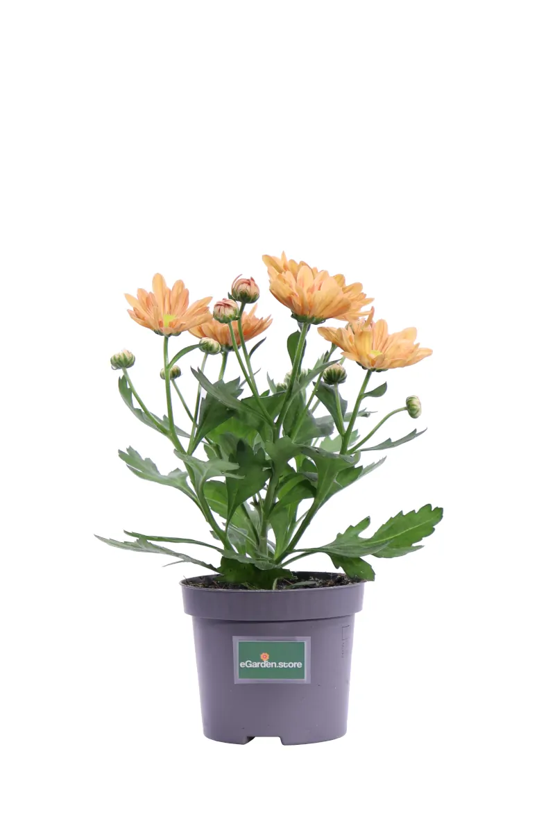 Crisantemo Arancione v9 egarden.store online