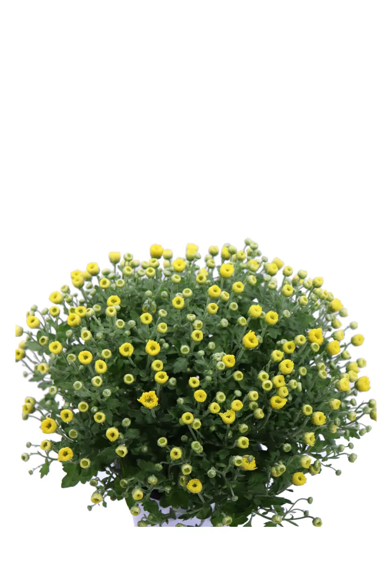 Crisantemo Giallo v14 egarden.store online