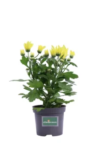 Crisantemo Giallo v9 egarden.store online