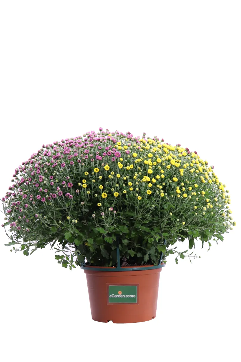 Crisantemo Tricolor v22 egarden.store online