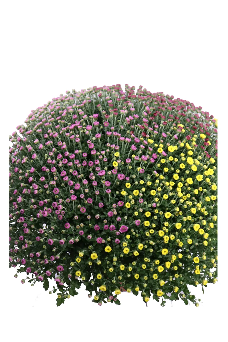 Crisantemo Tricolor v22 egarden.store online