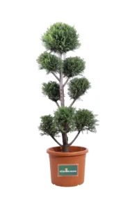 Cupressocyparis Leylandii Pon Pon v35 egarden.store 1 Cupressocyparis Leylandii Pon Pon v35 egarden.store online