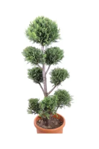 Cupressocyparis Leylandii Pon Pon v35 egarden.store 2 Cipresso - Cupressocyparis Leylandii Pon Pon