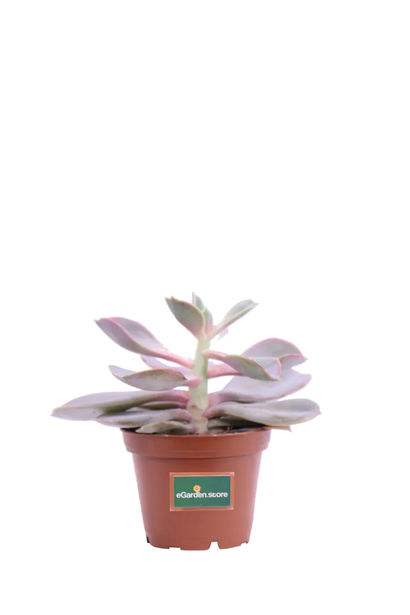 Echeveria Purple Pearl v6 egarden.store online