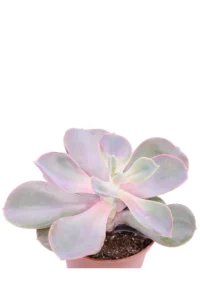 Echeveria Purple Pearl