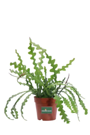 Epiphyllum - Disocactus Anguliger v12 egarden.store online