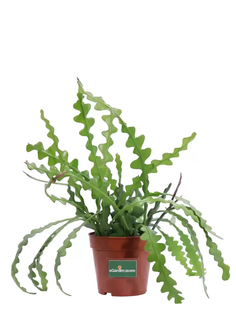 Epiphyllum - Disocactus Anguliger v12 egarden.store online